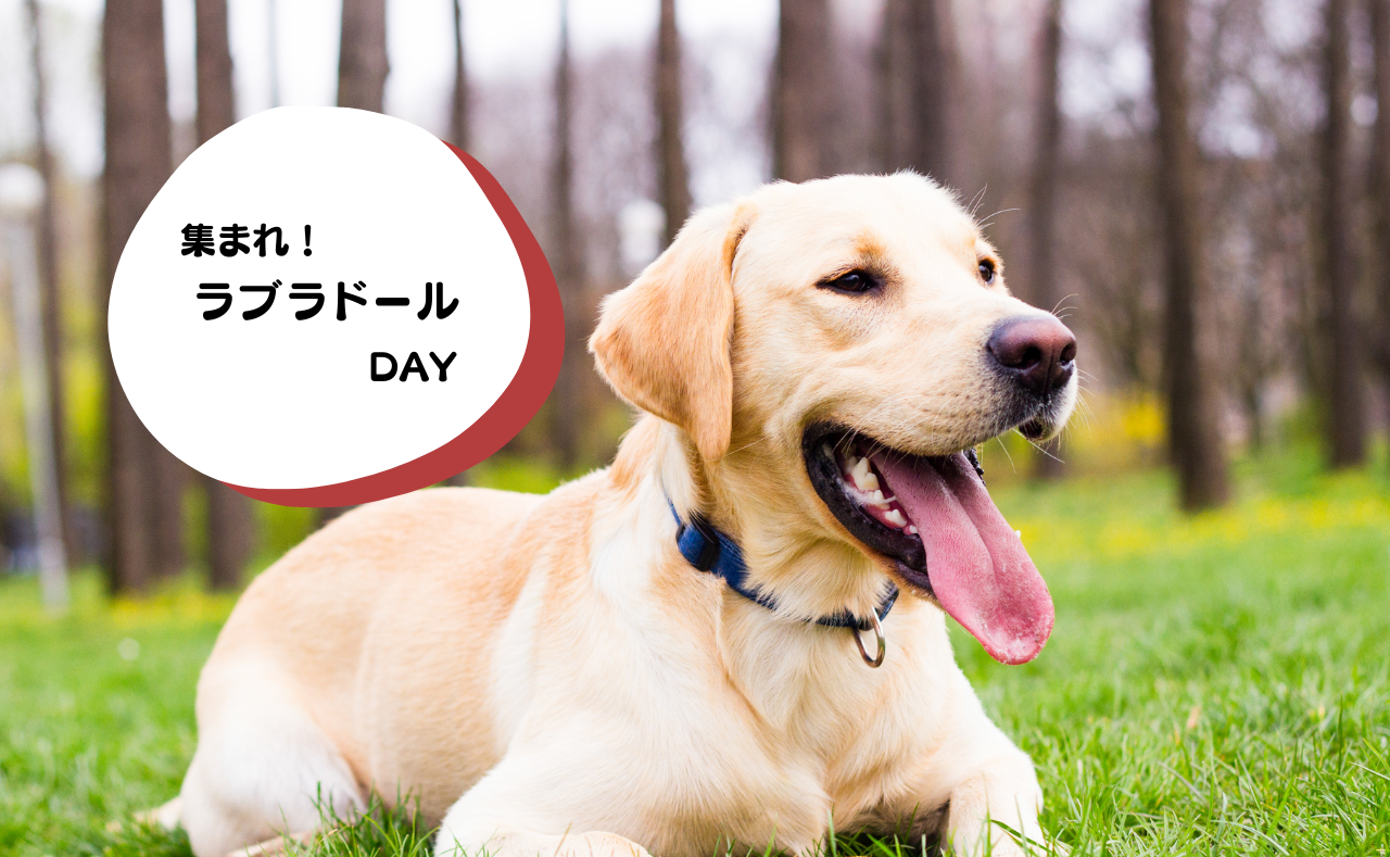 ルーシーリゾートイベント画像