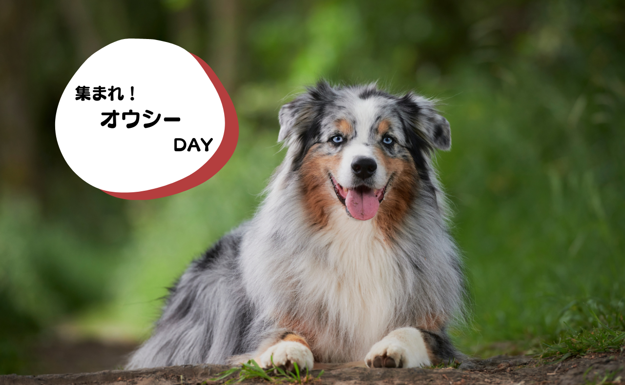 犬種別イベント　オウシー