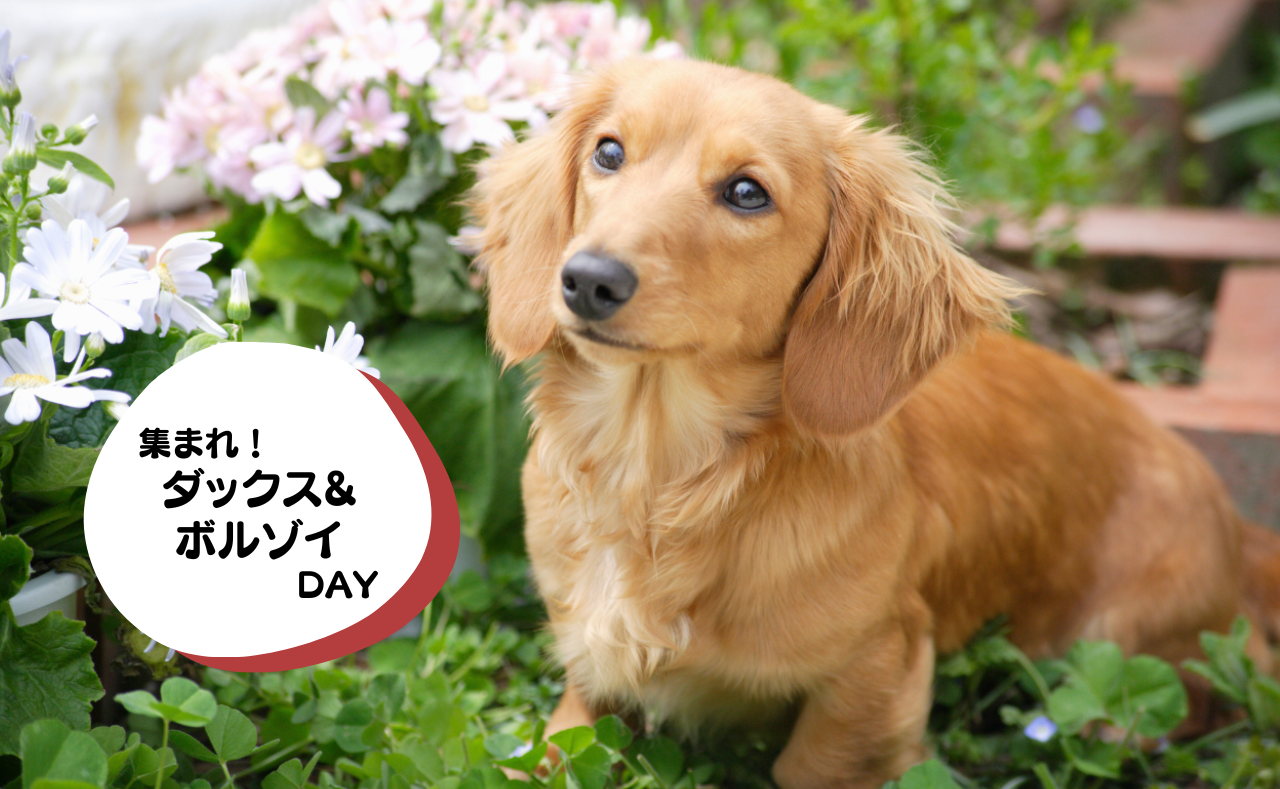 犬種別イベント　ダックス&ボルゾイ