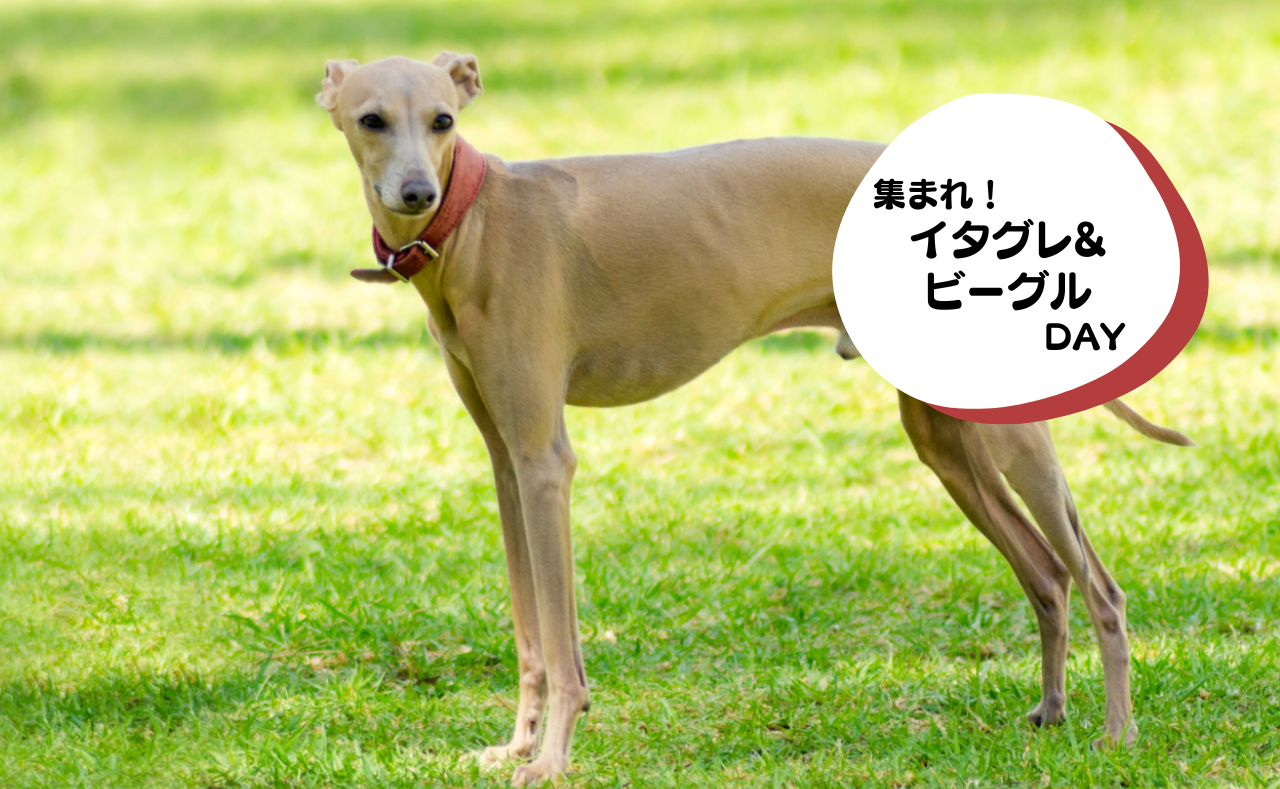 犬種別イベント　イタグレ&ビーグル