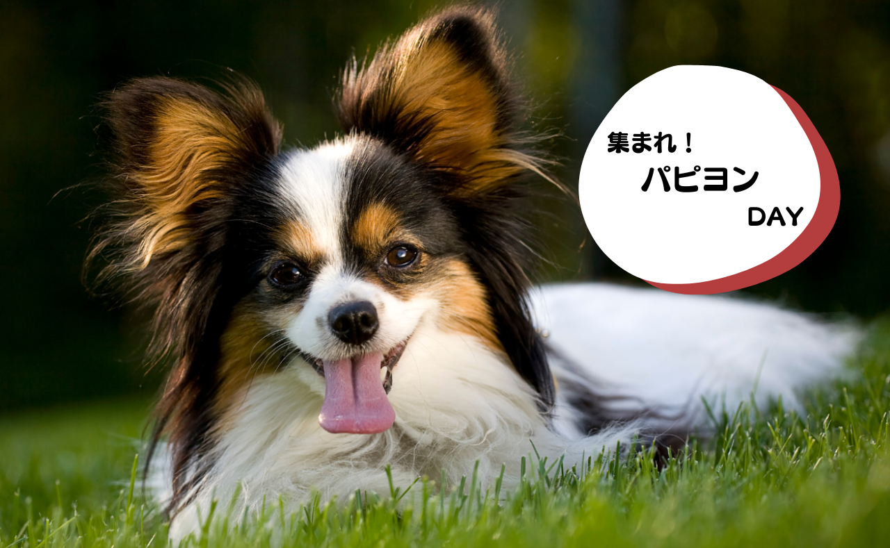 犬種別イベント　パピヨン
