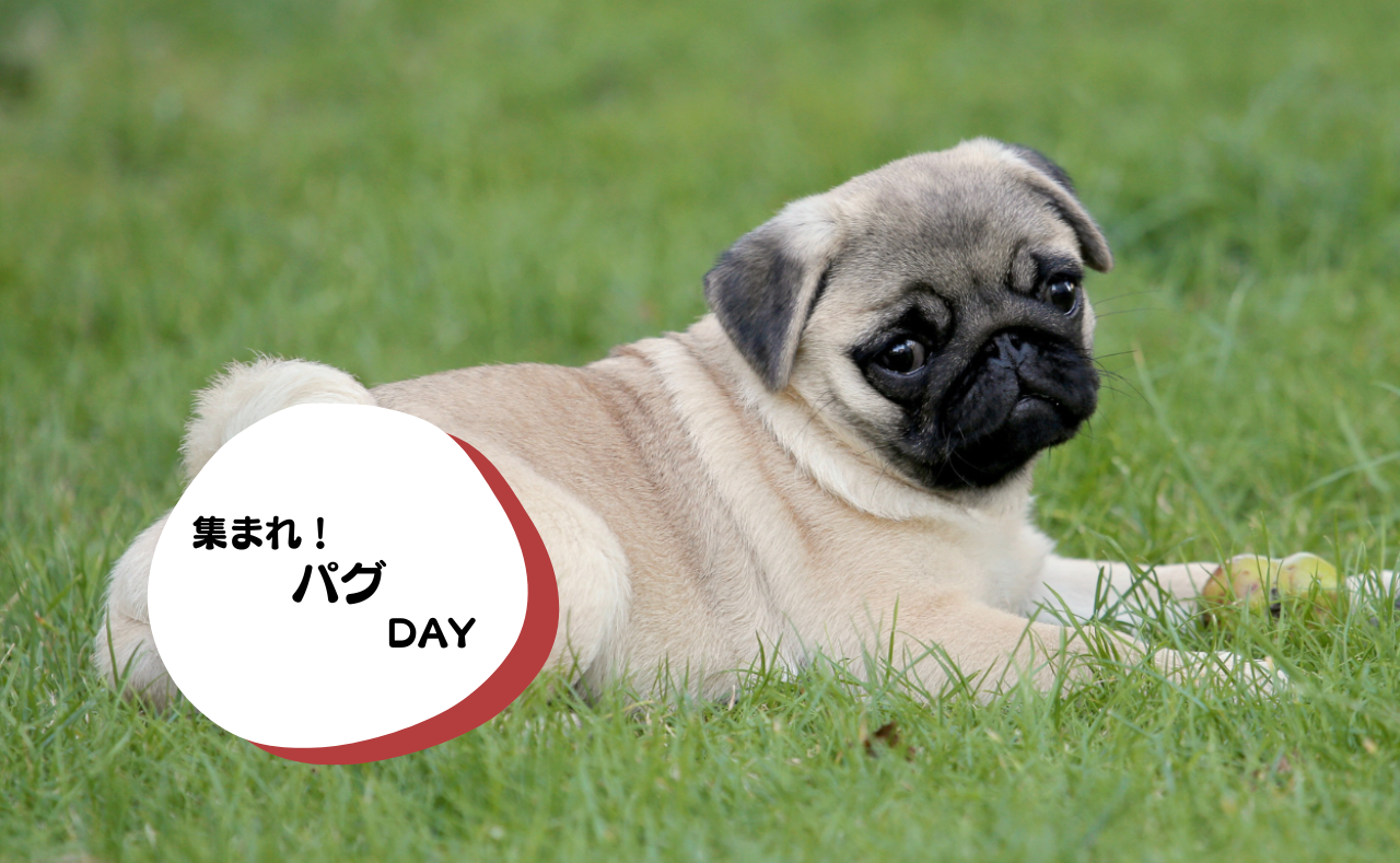 犬種別イベント　パグ