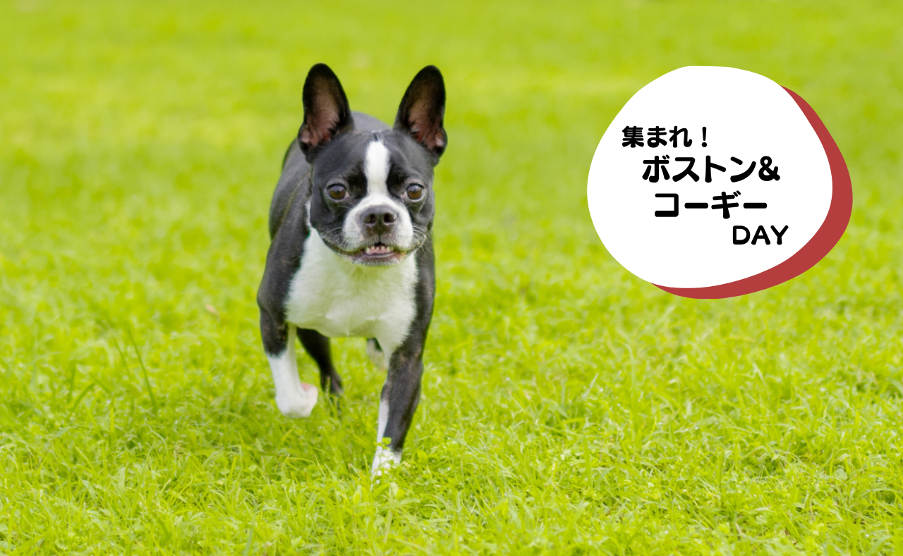 犬種別イベント　ボストン&コーギー