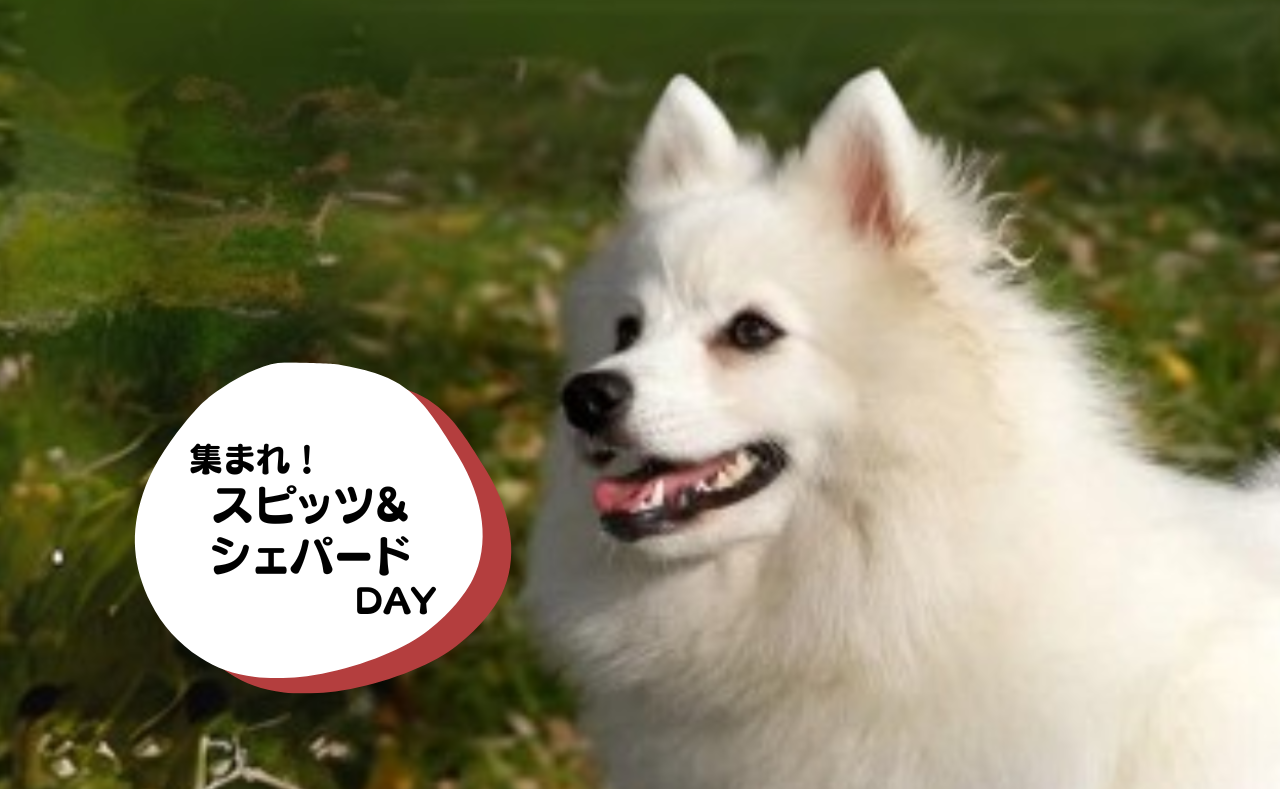 犬種別イベント　スピッツ&シェパード