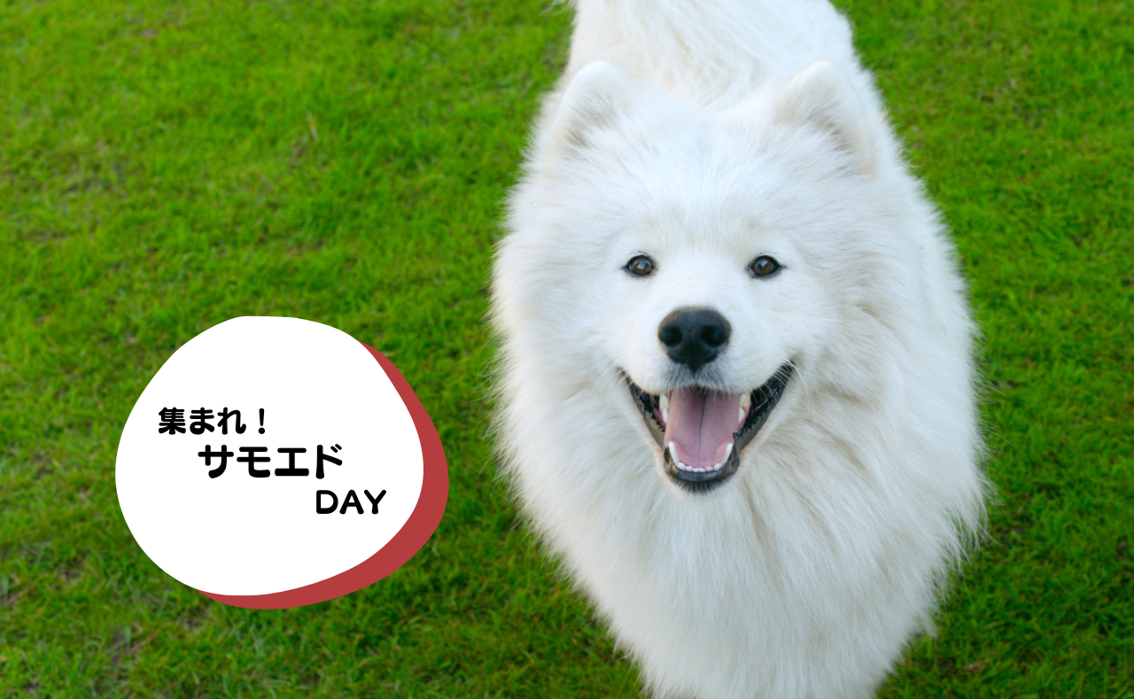 犬種別イベント　サモエド