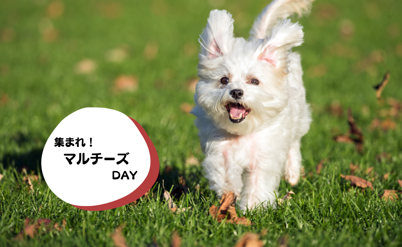犬種別イベント　マルチーズ