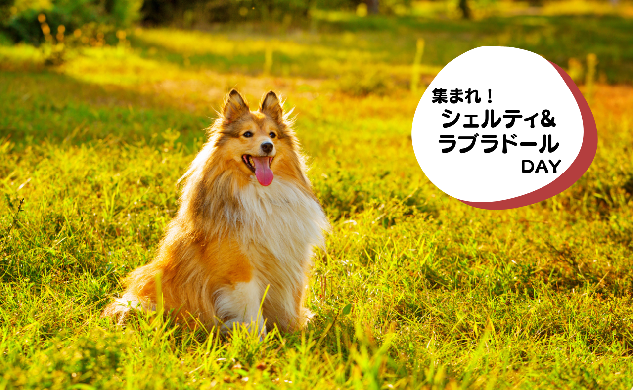 犬種別イベント　シェルティ&ラブラドール