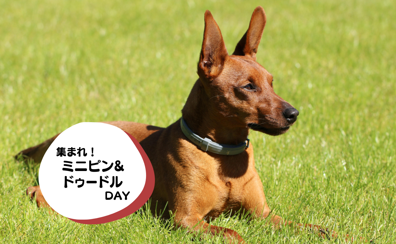 犬種別イベント　ミニピン&ドゥードル