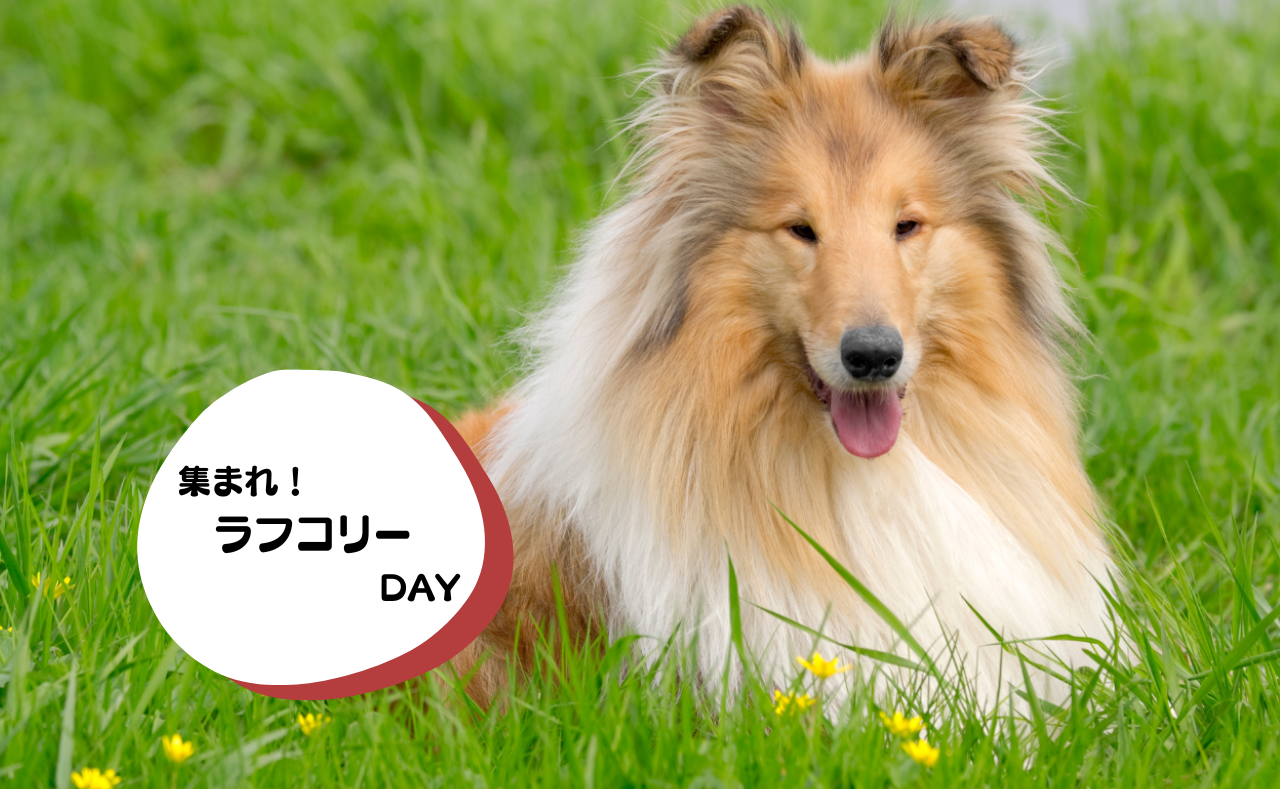 犬種別イベント　ラフコリー