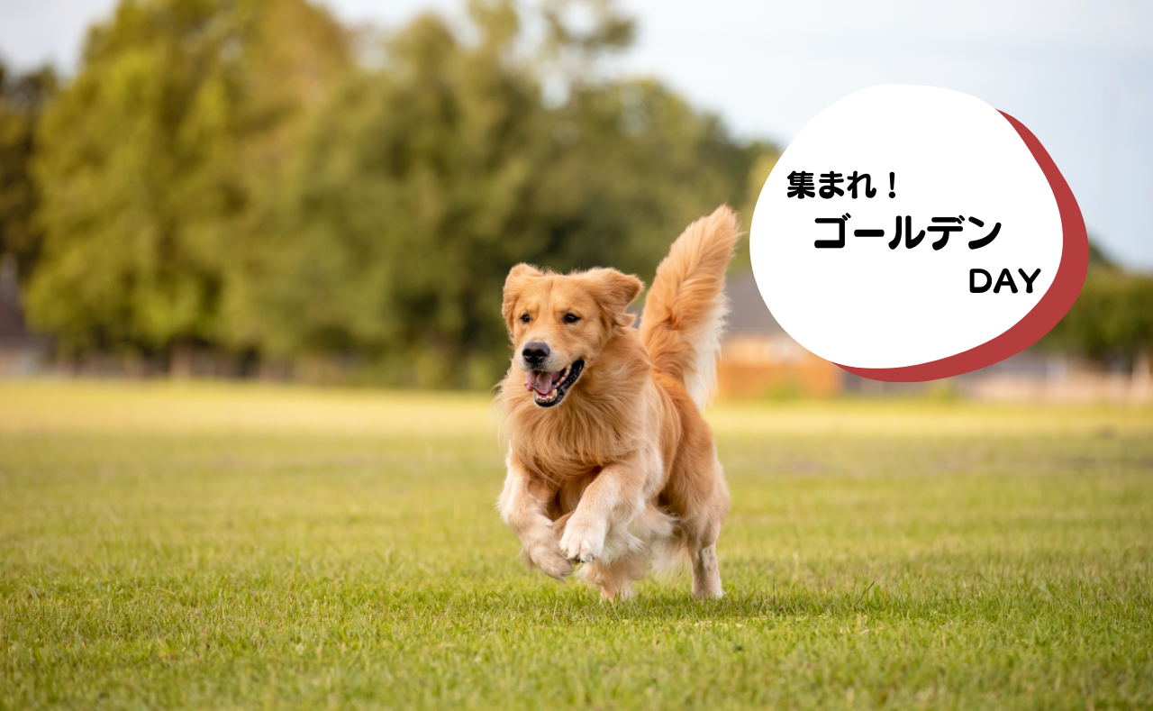 犬種別イベント　ゴールデン