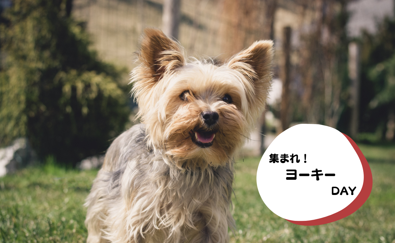犬種別イベント　ヨーキー