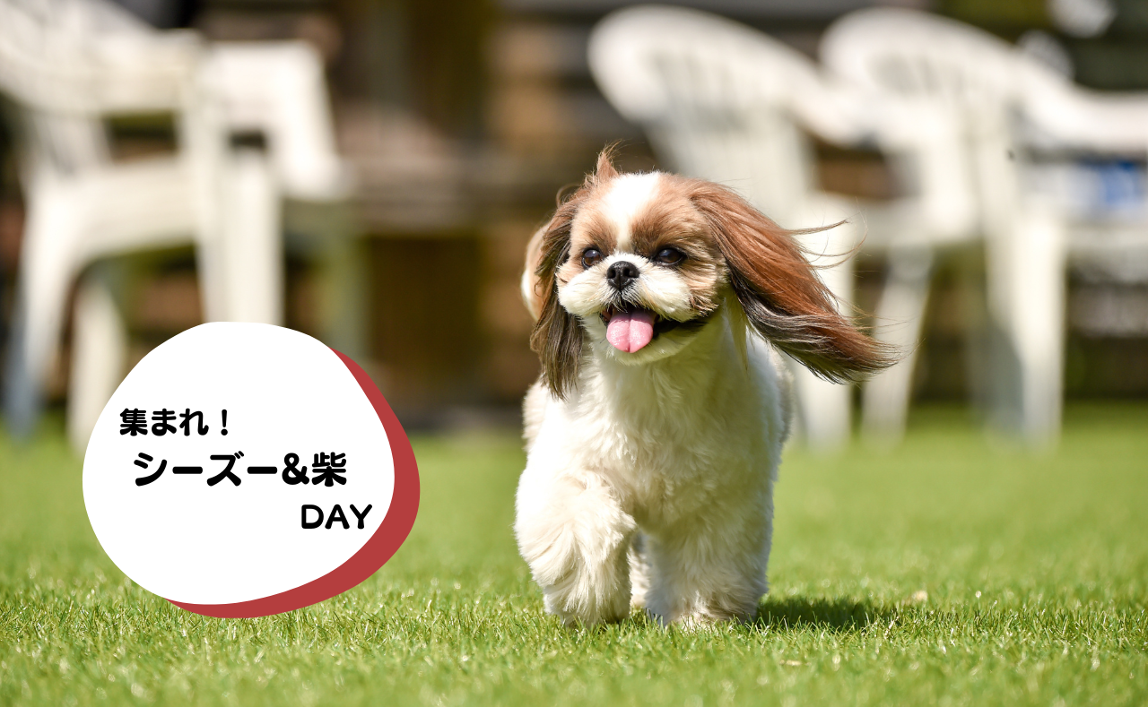 犬種別イベント　シーズー&柴