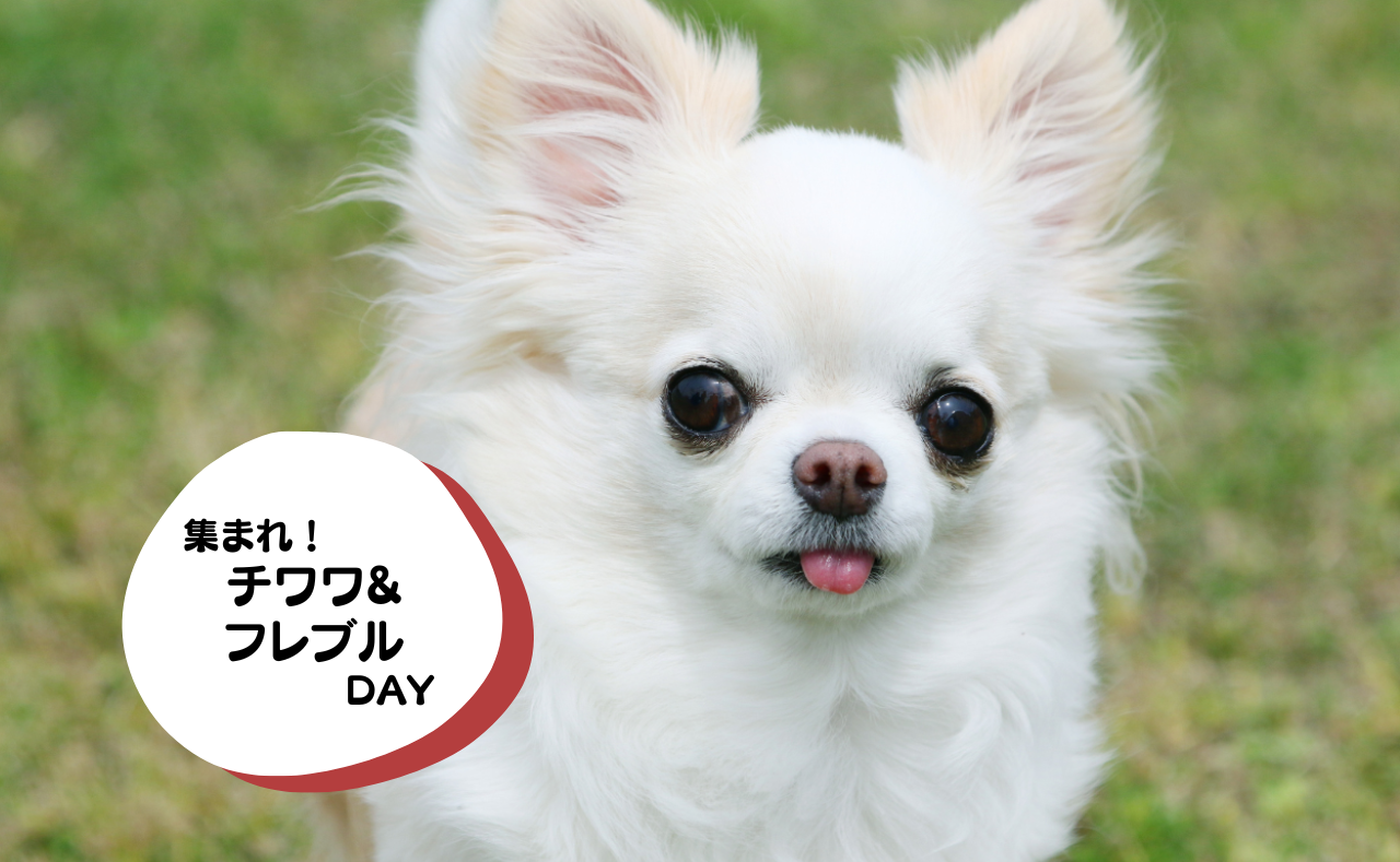 犬種別イベント　チワワ&フレブル