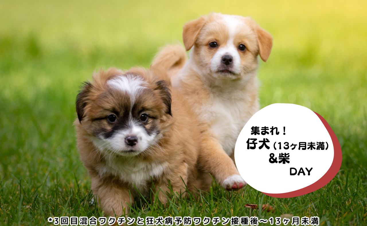 集まれ！子犬の日