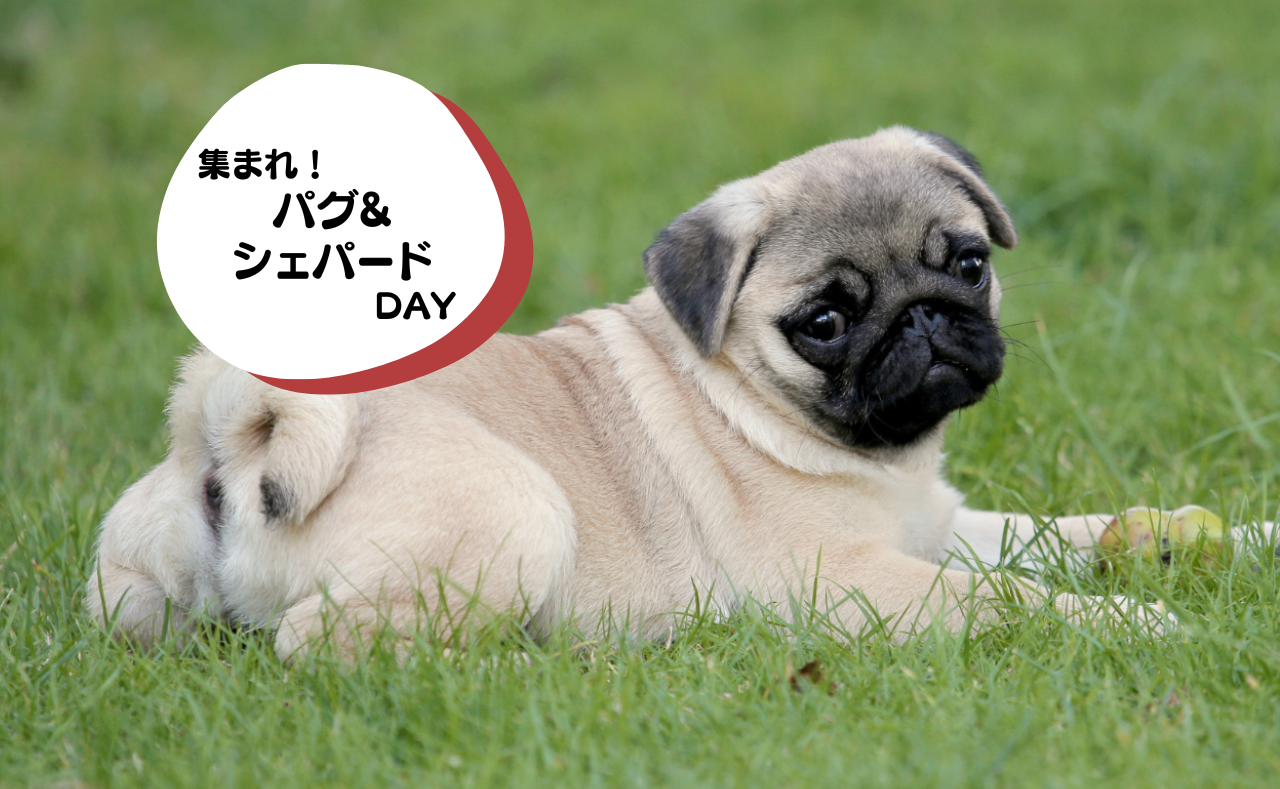 ルーシーリゾートイベント画像