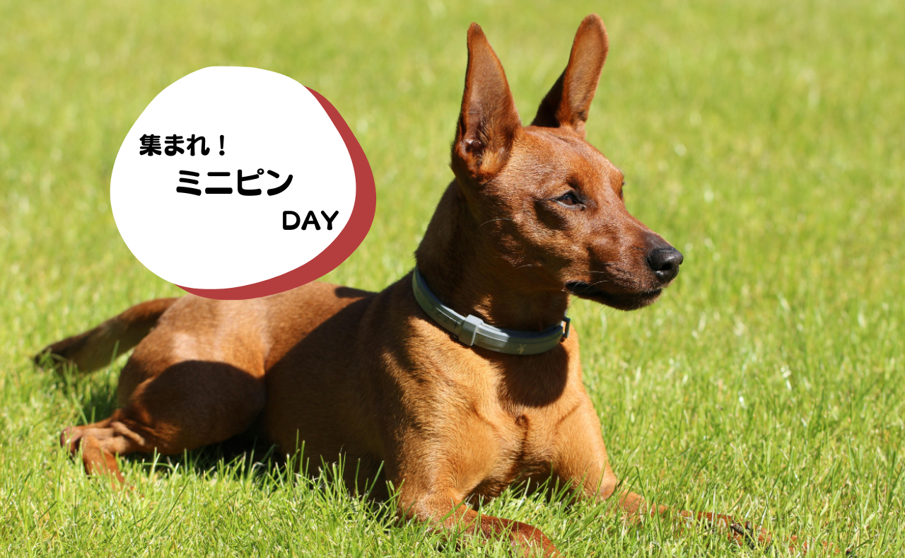 犬種別イベント　ミニピン