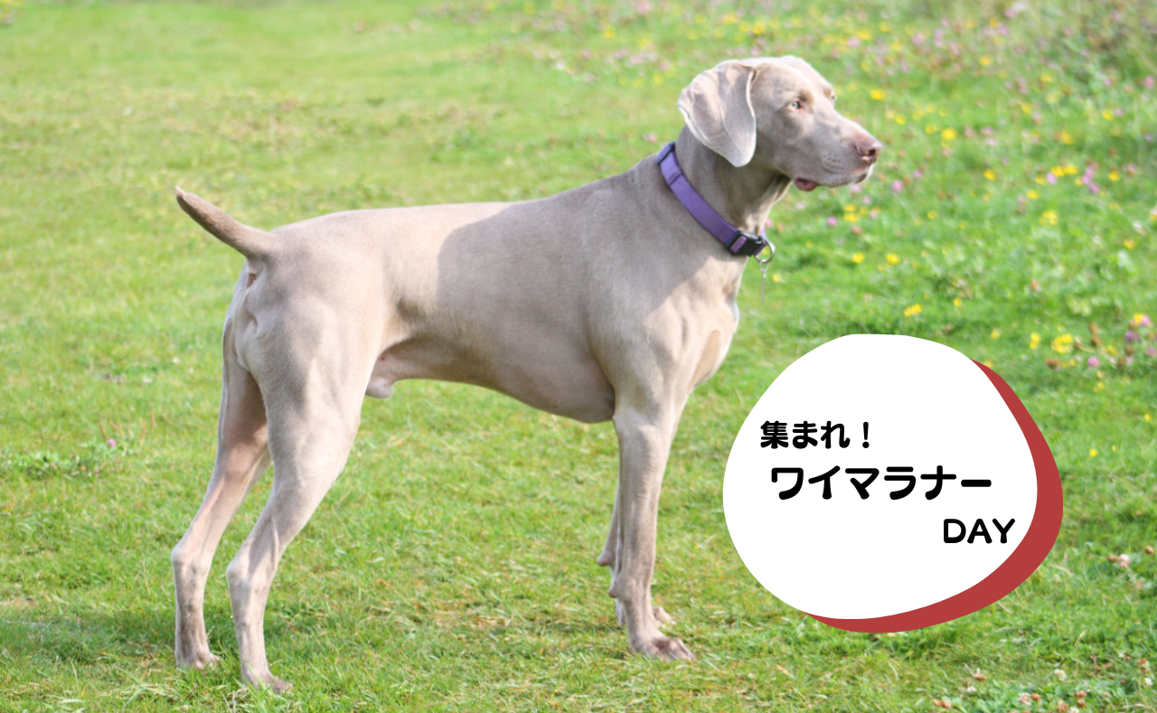 犬種別イベント　ワイマラナー