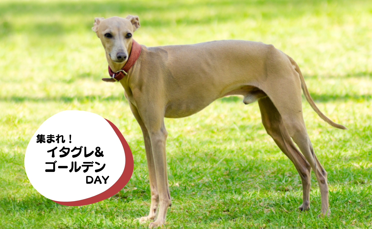 犬種別イベント　イタグレ&ゴールデン