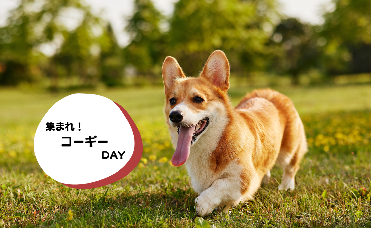 犬種別イベント　コーギー