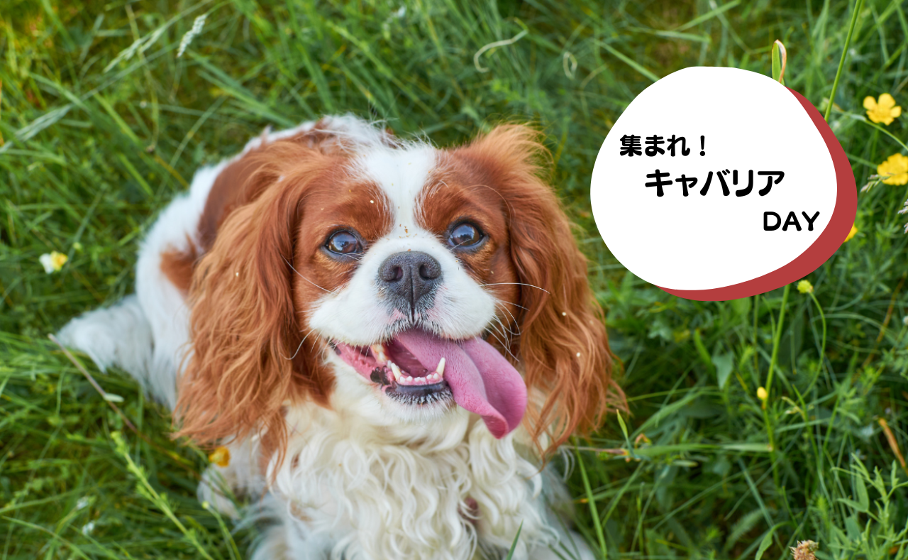 犬種別イベント　キャバリア