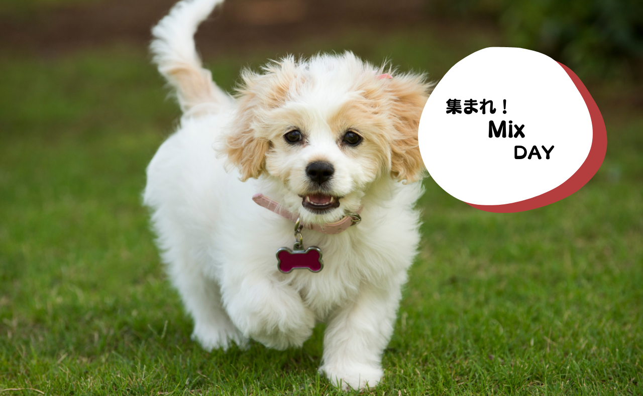 犬種別イベント　Mix