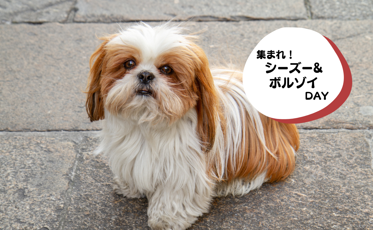 犬種別イベント　シーズー&ボルゾイ