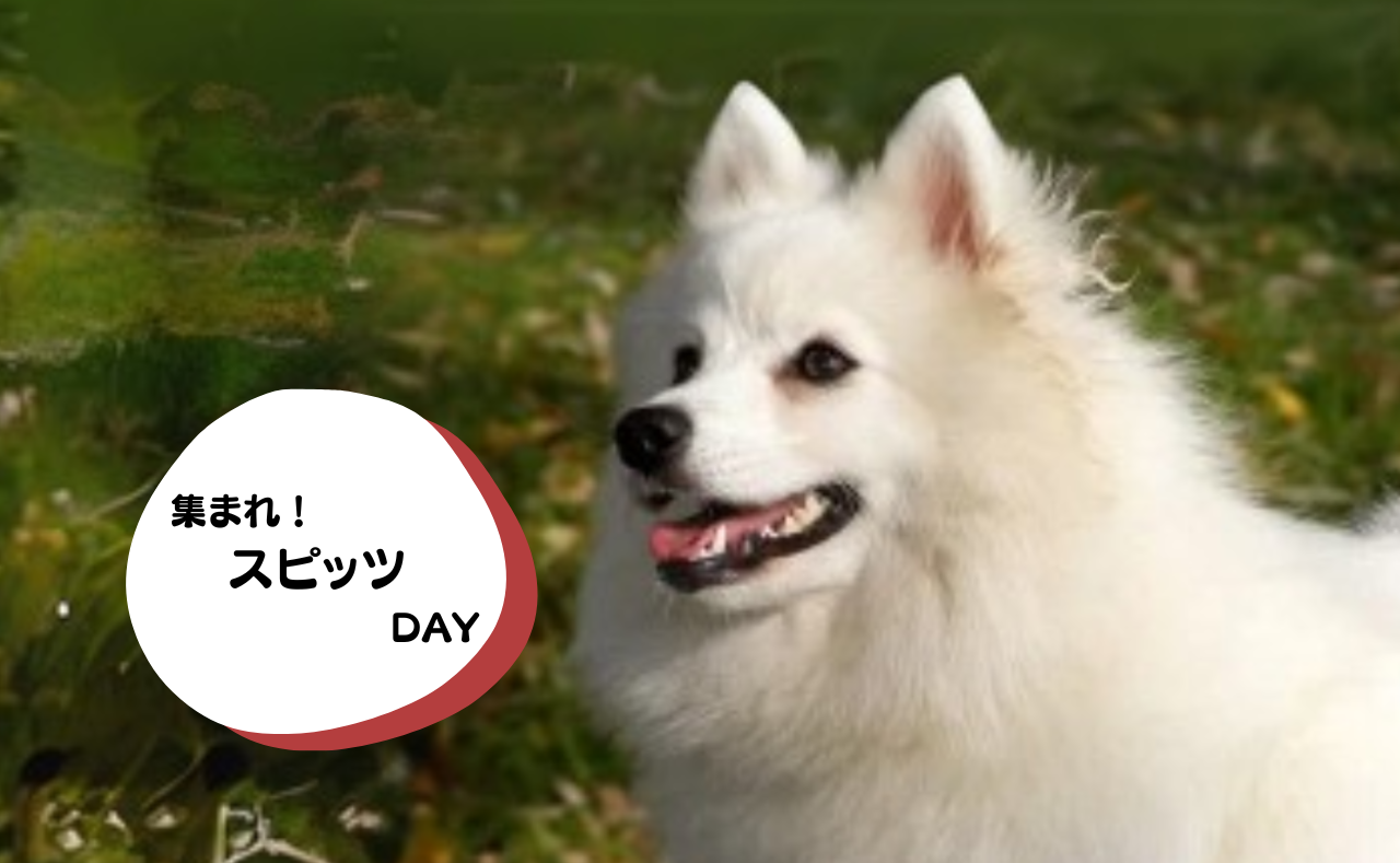 犬種別イベント　スピッツ