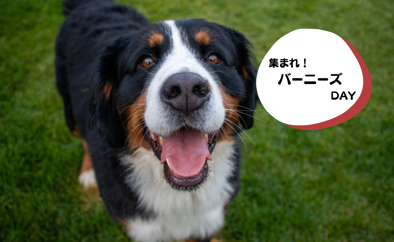 犬種別イベント　バーニーズ