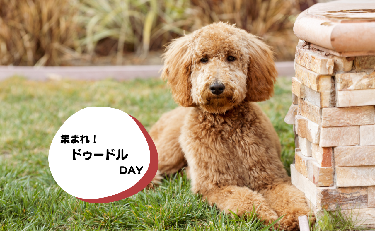 犬種別イベント　ラブラドール