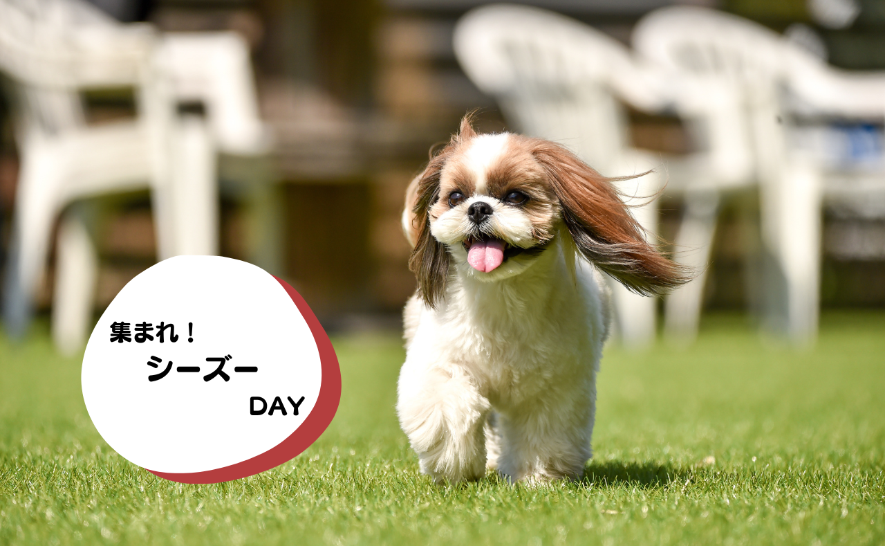 犬種別イベント　シーズー