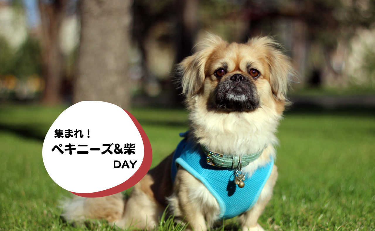 犬種別イベント　ペキニーズ&柴