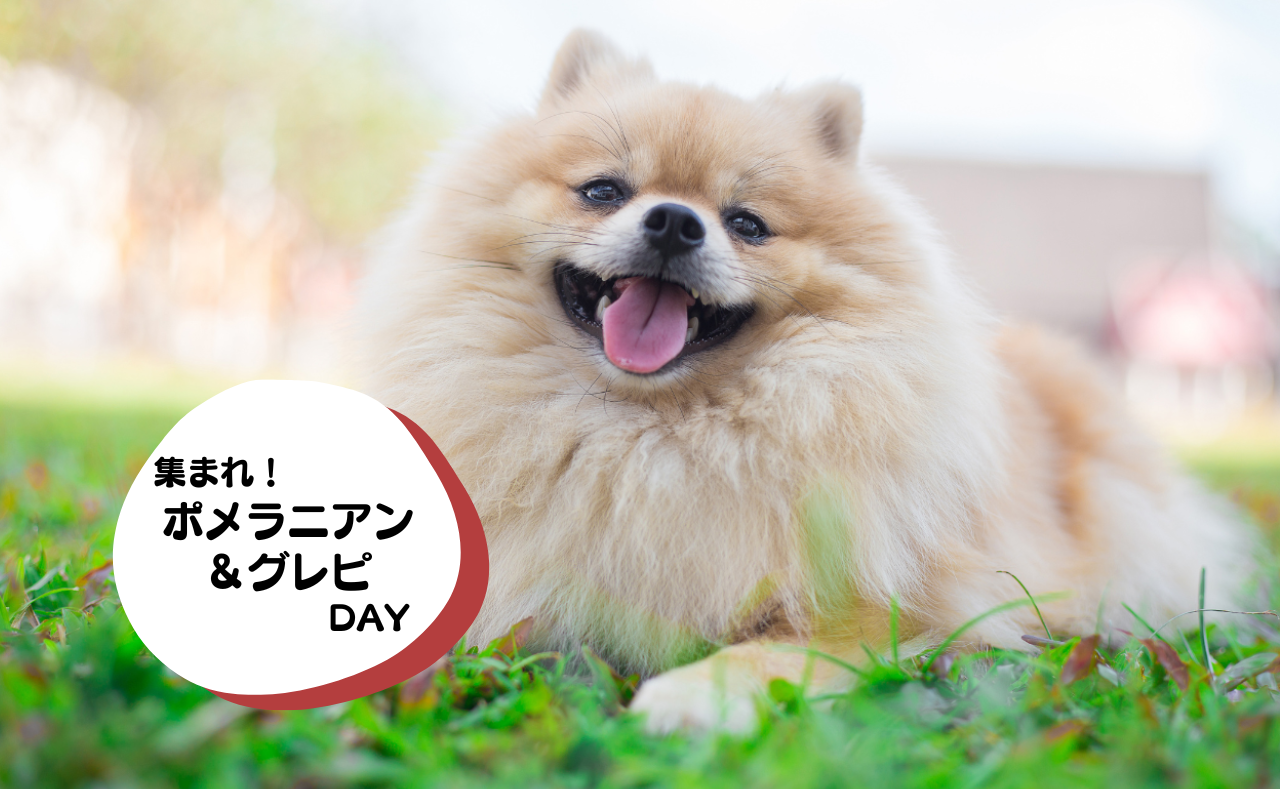 犬種別イベント　ポメラニアン