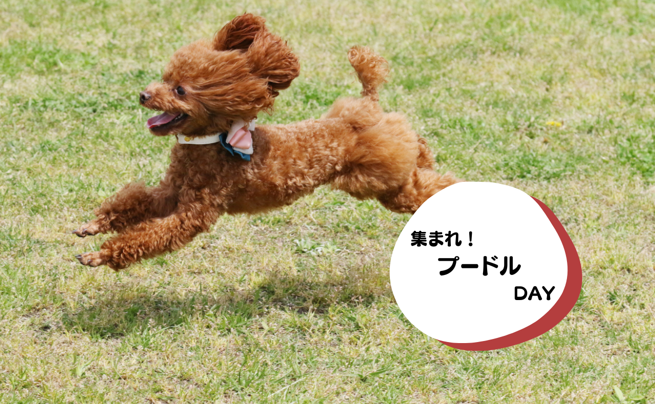 犬種別イベント　プードル