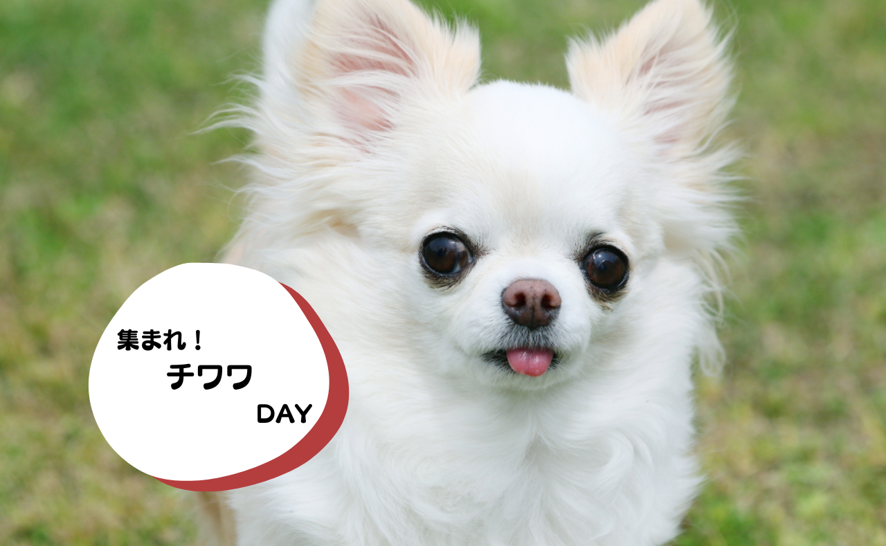 犬種別イベント　チワワ