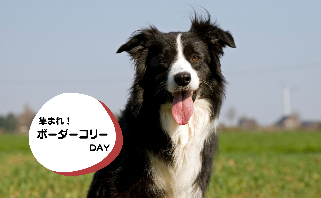 犬種別イベント　ボーダーコリー