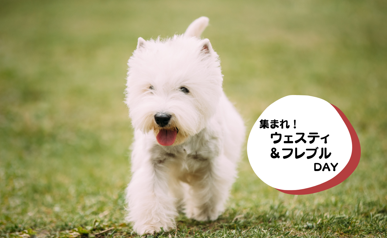 犬種別イベント　ボーダーコリー