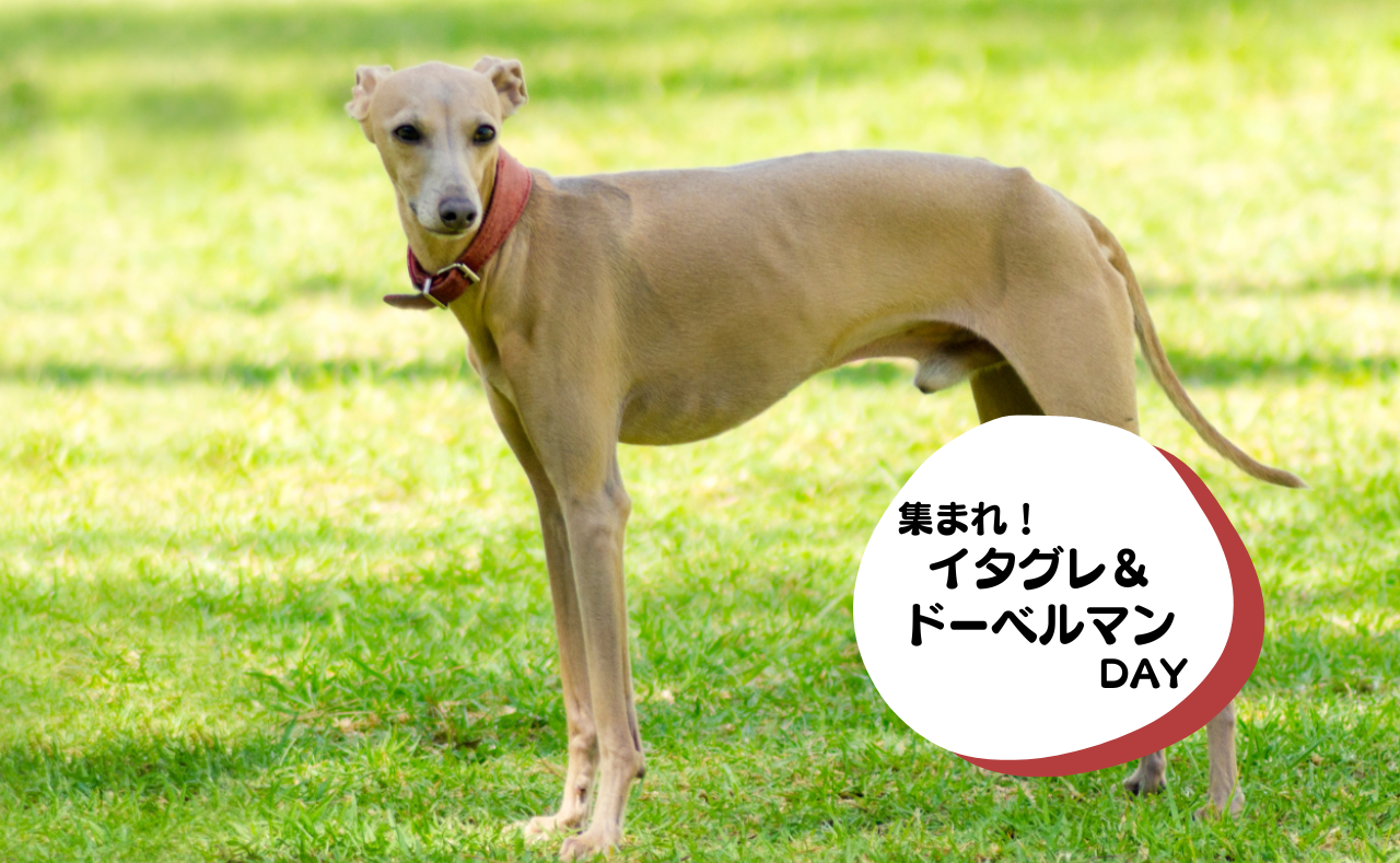 犬種別イベント　イタグレ＆ドーベルマン