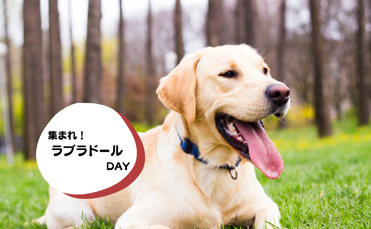 犬種別イベント　ラブラドール