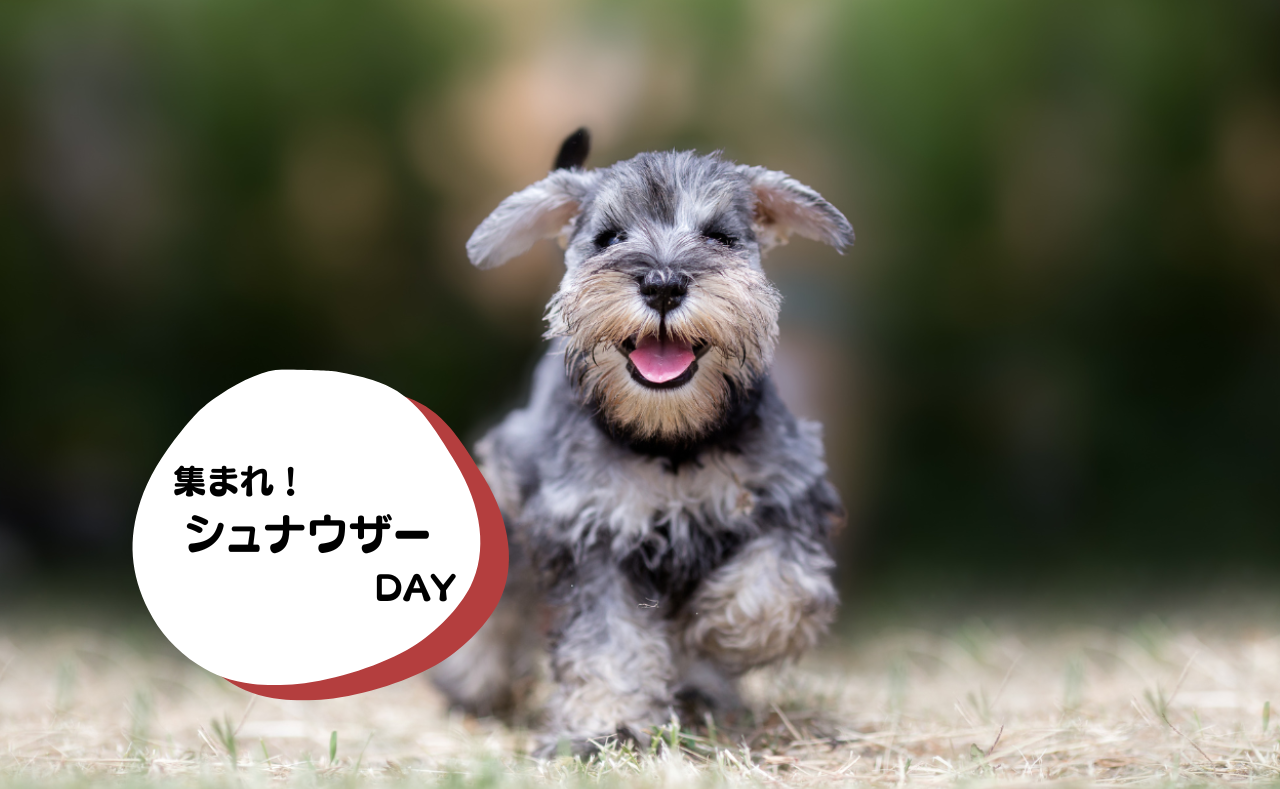 ルーシーリゾートイベント画像