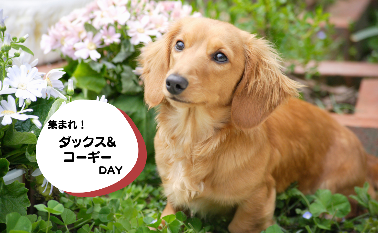 ルーシーリゾートイベント画像