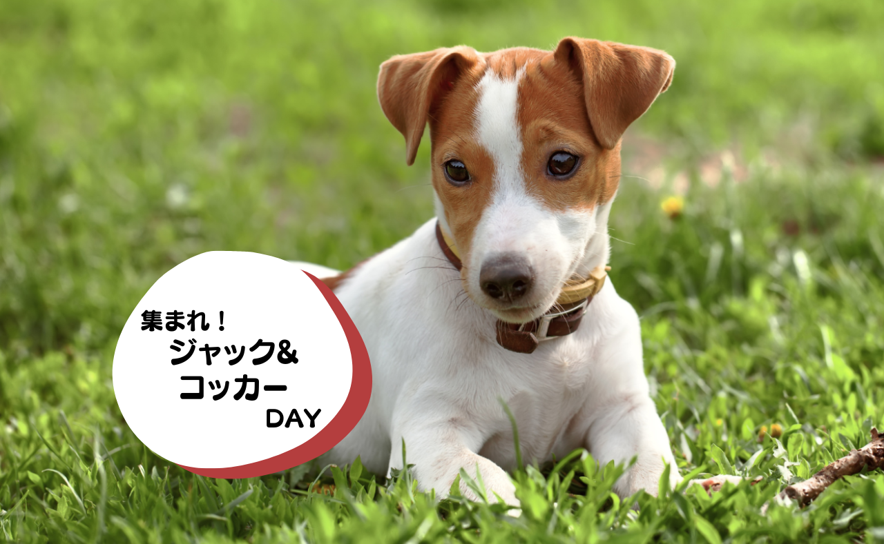 ルーシーリゾートイベント画像