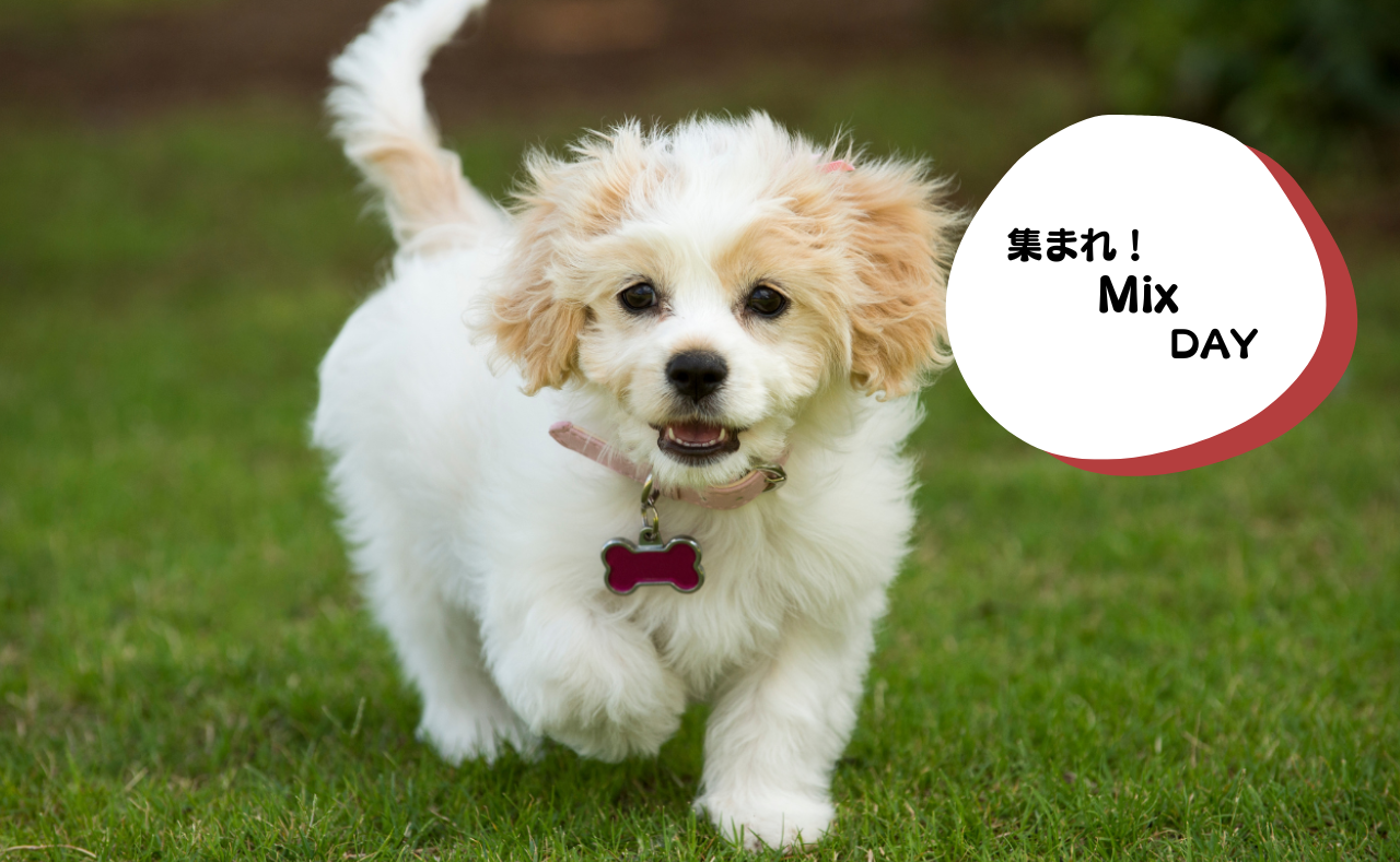 ルーシーリゾートイベント画像