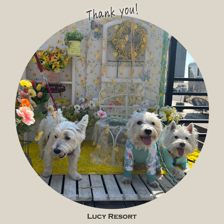 犬種別イベント　オフ会　ウェスティン