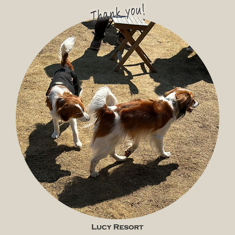 犬種別イベント　オフ会　コイケル