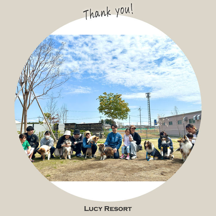 犬種別イベント　オフ会　シェルティ