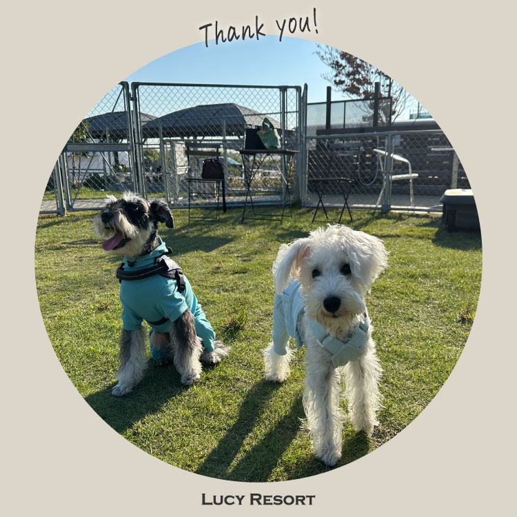 犬種別イベント　オフ会　シュナウザー