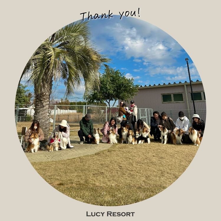 犬種別イベント　オフ会　シェルティ