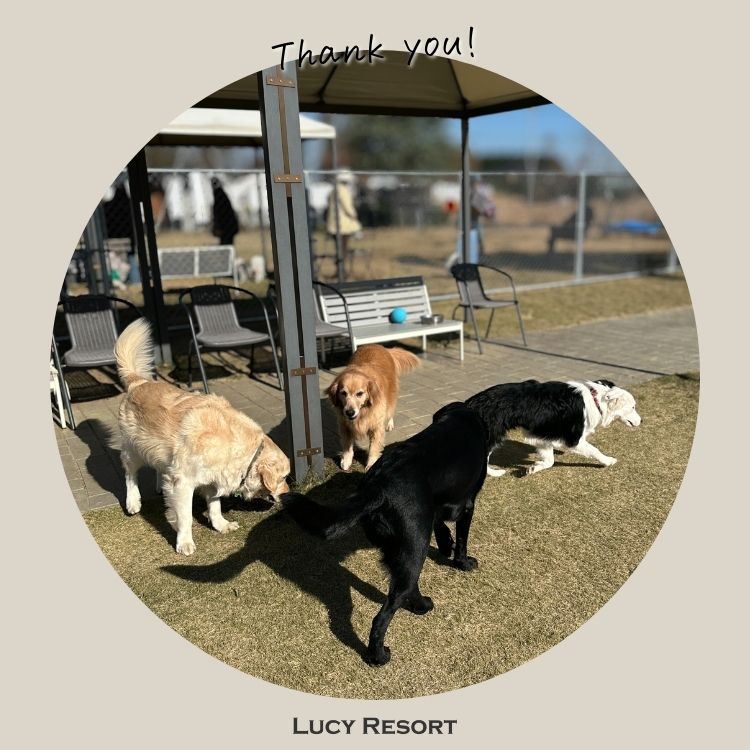 犬種別イベント　オフ会　ボーダーコリー