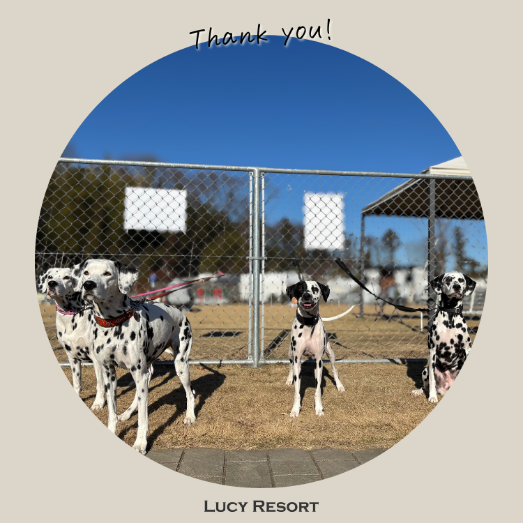 犬種別イベント　オフ会　ダルメシアン