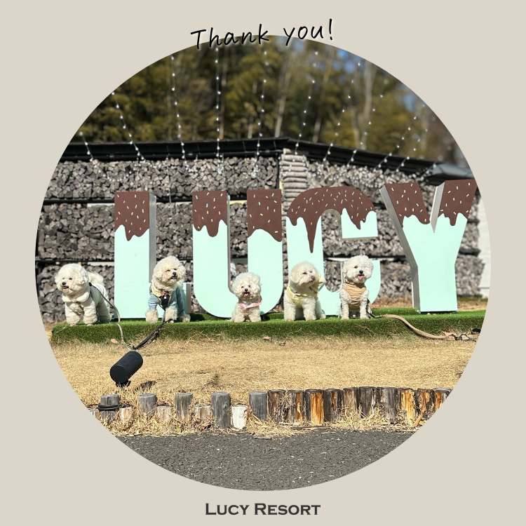 犬種別イベント　オフ会　ビションフリーゼ